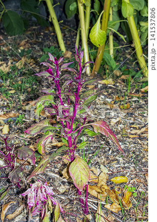 Mature Branching Celosia Plant with Purple Stems in Autumn Mature Branching Celosia Plant with Purple Stems in Autumn 141537806