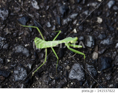 獲物を探すカマキリ科ハラビロカマキリ 141537822