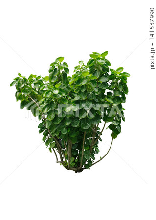 Polyscias Scutellaria-Aralia Fabian plant Polyscias Scutellaria-Aralia Fabian plant 141537990