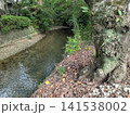 緑豊かな自然の中を流れる穏やかな小川と苔むした大樹 141538002