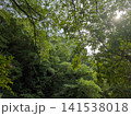 豊かな森の木々と初夏の陽光が透ける美しい新緑 141538018