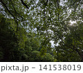 穏やかな木漏れ日と空を覆う夏の緑葉 141538019