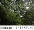 見上げる新緑の枝葉と眩しく差し込む太陽の光 141538020
