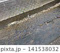 透き通る浅瀬の中洲に佇む野生のサギと護岸風景 141538032