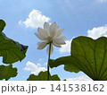 大きな蓮の葉の間から青空を見上げて咲く蓮の花 141538162