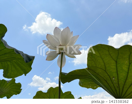 大きな蓮の葉の間から青空を見上げて咲く蓮の花 大きな蓮の葉の間から青空を見上げて咲く蓮の花 141538162
