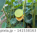 花が終わり実をつけ始めた蓮の花托 141538163