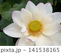 淡いピンクの縁取りが美しい夏の蓮の花 141538165