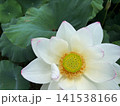 緑の大きな葉に囲まれて咲く白い蓮の花 141538166