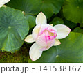 ゆっくりと花びらが開き始めたピンクの蓮の花 141538167