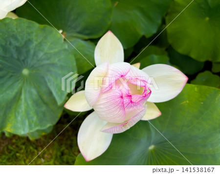 ゆっくりと花びらが開き始めたピンクの蓮の花 ゆっくりと花びらが開き始めたピンクの蓮の花 141538167