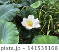 花びらが散り始め花托が現れた蓮の花 141538168