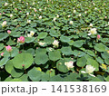 白やピンクの蓮の花が一面に咲く夏の蓮池 141538169