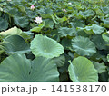 大きな蓮の葉が一面に広がる夏の蓮池 141538170