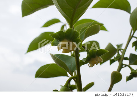 It is a persimmon tree with yellow flowers. It is a persimmon tree with yellow flowers. 141538177
