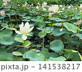 白とピンクの蓮の花が咲く夏の蓮池 141538217