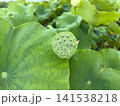 大きな蓮の葉に囲まれた緑の花托 141538218