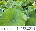 蓮の大きな葉と開花を待つつぼみ・花托 141538219