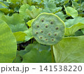 正面から見た緑色の蓮の花托と種子 141538220