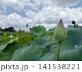 夏空の下で開花を待つ蓮のつぼみと広がる蓮畑 141538221