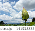 夏空に向かって伸びる蓮のつぼみと遠くの山並み 141538222