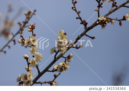 早春に咲く白梅の花 141538368