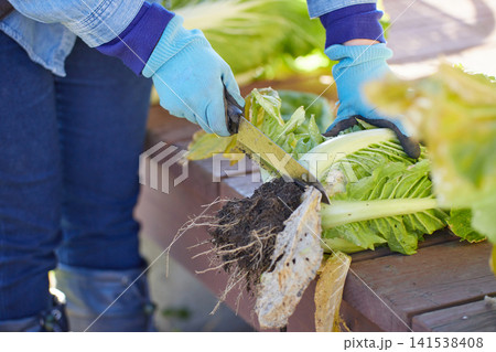 冬野菜を収穫する若い女性 冬野菜を収穫する若い女性 141538408