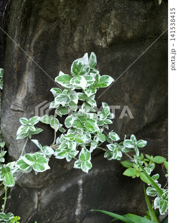 It is a vine of the silver edged wintercreeper. 141538415