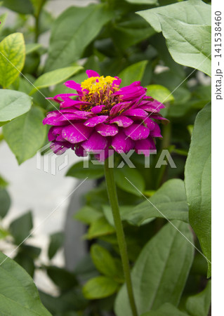 It is a zinnia in full bloom. 141538460