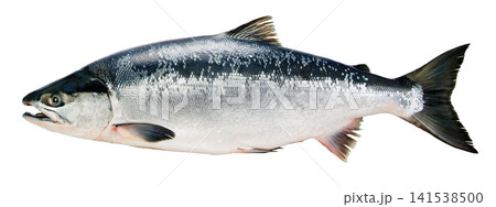 水平ポーズのよく太ったおいしい天然ベニザケ魚体切り抜き画像 水平ポーズのよく太ったおいしい天然ベニザケ魚体切り抜き画像 141538500