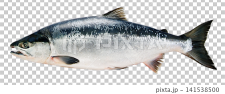 水平ポーズのよく太ったおいしい天然ベニザケ魚体切り抜き画像 水平ポーズのよく太ったおいしい天然ベニザケ魚体切り抜き画像 141538500