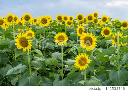 清瀬の夕暮れのひまわり畑 141538546