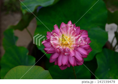 大蓮寺 花蓮 飛虹 大蓮寺 花蓮 飛虹 141539479