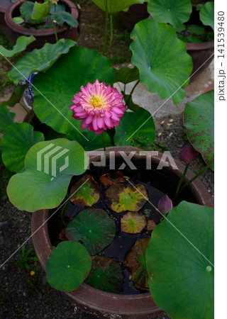 大蓮寺 花蓮 飛虹 大蓮寺 花蓮 飛虹 141539480