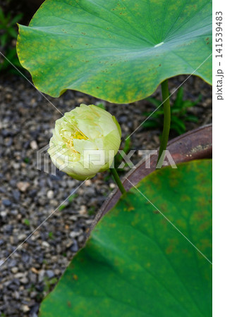 大蓮寺 花蓮 大蓮寺 花蓮 141539483