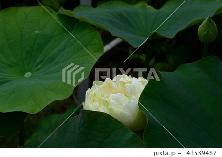 大蓮寺 花蓮 大蓮寺 花蓮 141539487