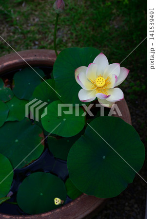 大蓮寺 花蓮 小舞妃(しょうまいひ) 大蓮寺 花蓮 小舞妃(しょうまいひ) 141539491