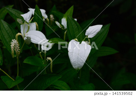 大蓮寺 半夏生(片白草) 大蓮寺 半夏生(片白草) 141539502