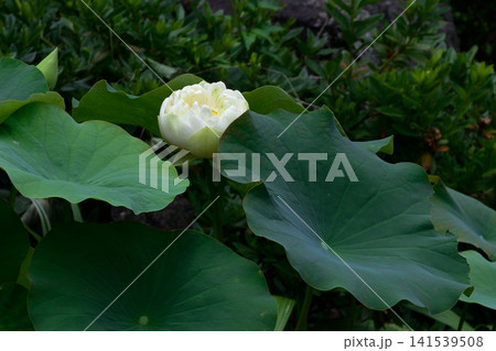 大蓮寺 花蓮 大蓮寺 花蓮 141539508