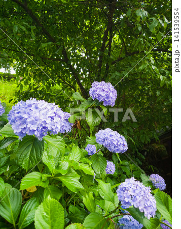 Blooming Purple Hydrangeas at Meigetsuin Temple in Kamakura, Japan Blooming Purple Hydrangeas at Meigetsuin Temple in Kamakura, Japan 141539554