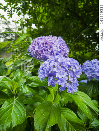 Blooming purple hydrangeas at Meigetsuin Temple in Kamakura, Japan Blooming purple hydrangeas at Meigetsuin Temple in Kamakura, Japan 141539555