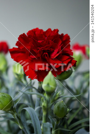 It is a red carnation flowerpot. It is a red carnation flowerpot. 141540204