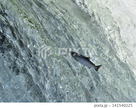 6月のさくらの滝 6月のさくらの滝 141540225