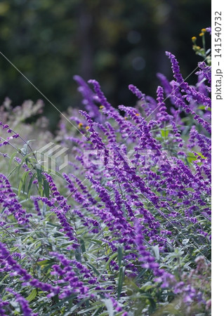 紫色のアメジストセージの花 紫色のアメジストセージの花 141540732