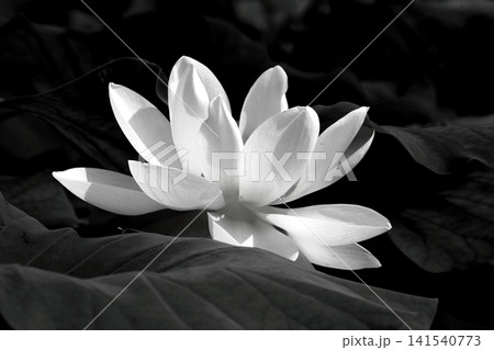 白い蓮の花を白黒の世界に変身 白い蓮の花を白黒の世界に変身 141540773