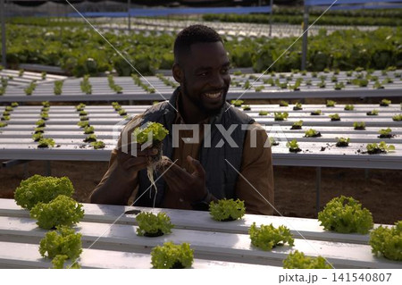 African American man holding lettuce seedling and inspecting hydroponic channels in greenhouse 141540807