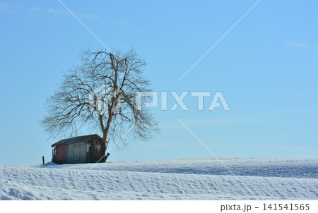 越後雪峠冬景色 越後雪峠冬景色 141541565