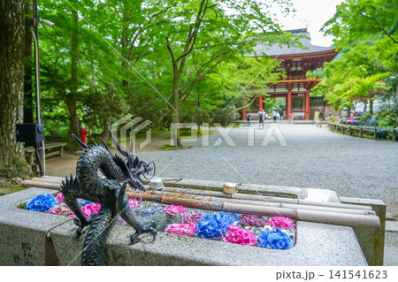 奈良県宇陀市 室生寺の仁王門正面の手水に飾られた紫陽花の花々 奈良県宇陀市 室生寺の仁王門正面の手水に飾られた紫陽花の花々 141541623