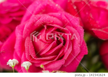 Closeup of fresh pink and red roses with sparkling dew droplets Closeup of fresh pink and red roses with sparkling dew droplets 141541624