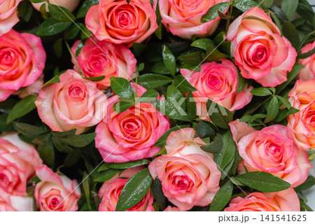 Closeup of fresh pink and red roses with sparkling dew droplets Closeup of fresh pink and red roses with sparkling dew droplets 141541625